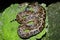 Maja de Santamaria snake on the forest of Giron