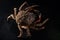 Maja Squinado (European Spider Crab), still life,