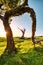 Majectic Trees During Sunset in the Fanal Forest, Madeira