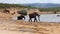 Majestic adult elephant walking on arid bank around lake. Group of animals bathing in waterhole. Safari park, South