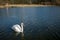 Majestic adult mute swan seen alone on a large inland lake in the United Kingdom.