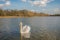 Majestic adult mute swan seen alone on a large inland lake in the United Kingdom.