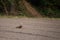 Majestic adult Red Kite (Milvus Milvus) perched on the ground