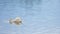 Majestic adult swan swim on smooth water level with reflections and sparkles