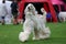 Majestic afghan hound portrait of a dog show champion