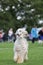 Majestic afghan hound portrait of a dog show champion