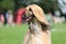 Majestic afghan hound portrait of a dog show champion