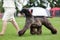 Majestic afghan hound portrait of a dog show champion