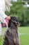 Majestic afghan hound portrait of a dog show champion