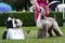 Majestic afghan hound portrait of a dog show champion