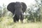 Majestic African Elaphant