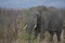 Majestic African elephant with beautiful ivory tusks paroling the dry bush.