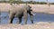 Majestic african elephant comming to waterhole