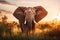 Majestic African Elephant at Sunset in the Wild, AI Generated