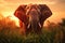 Majestic African Elephant at Sunset in the Wild, AI Generated