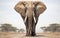 A Majestic African Elephant  on White -Generative Ai