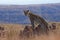 Majestic African Leopard portrait