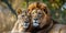 Majestic African lion couple