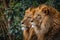 Majestic African lion couple