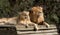 Majestic African lion couple loving pride of the jungle lying together on wooden shelter