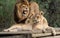 Majestic African lion couple loving pride of the jungle - A playful roar for his mate as she rests