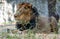 Majestic African Lion lounging in a grassy landscape surrounded by trees and rocks