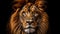 Majestic African Lion Portrait: Wildlife, Nature, Big Cat, King of the Jungle