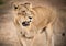 Majestic African lioness Queen of the jungle - Mighty wild animal of Africa in nature