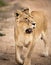Majestic African lioness Queen of the jungle - Mighty wild animal of Africa in nature