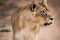 Majestic African lioness Queen of the jungle - Mighty wild animal of Africa in nature