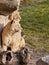 Majestic African lions basking in the sun while lounging in a grassy field