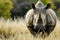 Majestic African rhino head animal. Generate Ai