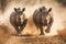 Majestic African Rhinos