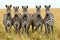 Majestic African savannah low groups zebras. Generate ai