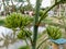 Majestic Agave americana: A Desert Gem