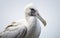 Majestic Albatross on White Background -Generative Ai