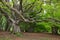 Majestic alone beech tree on the forest