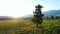 Majestic alone beech tree on a hill slope with sunny beams at mountain valley.aerial slow motion 4k.