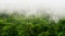 majestic amazon forest with mist in high resolution