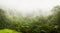 majestic amazon forest with mist in high resolution and sharpness