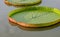 Majestic amazon lily pads in tropical Asia (Victoria Regia).