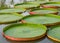 Majestic amazon lily pads in tropical Asia (Victoria Regia).