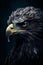 A Majestic american bald eagle closeup