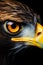A Majestic american bald eagle closeup