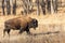 Majestic American Bison in Autumn