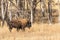 Majestic American Bison in Fall