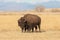 Majestic American Bison in Fall