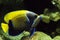 MAJESTIC ANGELFISH OR BLUEGIRDLED ANGELFISH pomacanthus navarchus