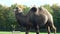 Majestic animal camel walking away from car