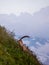 majestic animal old and wise alpine capricorn Steinbock Capra ibex the swiss alps brienzer rothorn